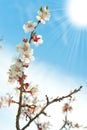 Blossoming branches of a tree with sun beam Royalty Free Stock Photo
