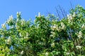 Blossoming branches of the white lilac tree on spring Royalty Free Stock Photo