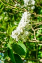 Blossoming branches of the white lilac tree on spring Royalty Free Stock Photo