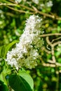 Blossoming branches of the white lilac tree on spring Royalty Free Stock Photo