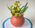 Blossoming branches of a willow in a ceramic vase