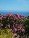 Blossoming bright pink oleander against the background of deep blue sea Royalty Free Stock Photo