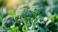 Blossoming Broccoli in the Field Royalty Free Stock Photo