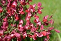 The blossoming broom coronal (prutyevidny) (Cytisus scoparius (L.) Link)