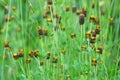 Bbrown moor clover, Trifolium spadiceum plants