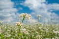 Blossoming buckwheat closeup