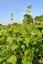 Blossoming buckwheat sowing against the blue sky