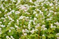 The blossoming buckwheat sowing Fagopyrum esculentum Moench, a background