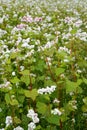 The blossoming buckwheat sowing Fagopyrum esculentum Moench, a background