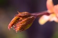 Blossoming bud of red maple leaves. Royalty Free Stock Photo