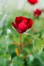 Blossoming Bud of a red mini roses in the garden