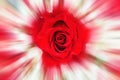 Blossoming bud of a red rose close-up in the center of a white background Royalty Free Stock Photo