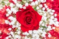 Blossoming bud of a red rose close-up in the center of a white flower arrangement Royalty Free Stock Photo