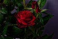 A blossoming bud of a red rose on a gray background. On the leaves of the rose, drops of water are like morning dew. Royalty Free Stock Photo