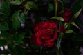 A blossoming bud of a red rose on a gray background. On the leaves of the rose, drops of water are like morning dew. Royalty Free Stock Photo