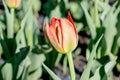 Blossoming bud of red tulip planted in the ground in rays of the setting sun. City flower bed with tulips Royalty Free Stock Photo