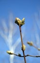 Blossoming buds