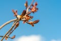 Blossoming buds on branch of the red maple tree in spring Royalty Free Stock Photo