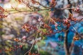 Flowering fruit trees during spring Royalty Free Stock Photo