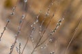 Blossoming buds of pussy-willow on branches in the spring forest at sunset in April. Salix. Family Salicaceae. Royalty Free Stock Photo