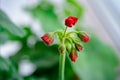 Blossoming buds of red geraniums closeup. The beginning of the life of indoor plants