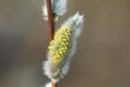 Blossoming buds of a willow. The buds of the willows bloom in early spring. Royalty Free Stock Photo