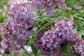 The blossoming bush Lilac a close up horizontally. The blossoming lilac in the sprin.