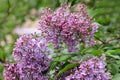 The blossoming bush Lilac a close up horizontally. The blossoming lilac in the sprin.