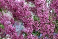 The blossoming bush of a lilac lilac Meyeri .