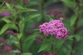 The blossoming bush of lilac Spiraea Japanese.