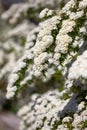 Blossoming bush in a park