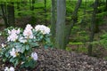 Blossoming bush of pink Rhododendron on the background of the green park