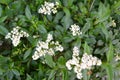 The blossoming bush a privet ordinary Ligustrum vulgare L