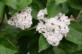 The blossoming bush White Lilac a close up horizontally. The blossoming lilac in the sprin.
