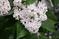 The blossoming bush White Lilac a close up horizontally. The blossoming lilac in the sprin.