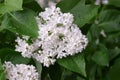 The blossoming bush White  Lilac a close up horizontally. The blossoming lilac in the sprin. Royalty Free Stock Photo