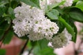 The blossoming bush White Lilac a close up horizontally. The blossoming lilac in the sprin.