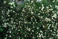 Blossoming bush of white rosehips