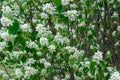 Blossoming bushes Royalty Free Stock Photo