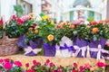 Blossoming bushes of small roses in flower pots wrapped in decorative packaging on the shelves in the shop. Royalty Free Stock Photo