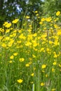 Blossoming buttercups for insects, natural backyard and meadow biodiversity