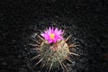 Blossoming cactus, Royalty Free Stock Photo
