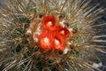 Blossoming cactus, Royalty Free Stock Photo