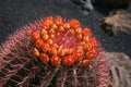 Blossoming cactus, Royalty Free Stock Photo