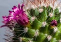 Blossoming cactus Royalty Free Stock Photo