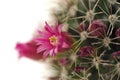 Blossoming cactus close up Royalty Free Stock Photo