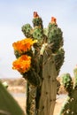 Blossoming cactus Royalty Free Stock Photo