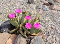 The blossoming cactus in the desert Royalty Free Stock Photo