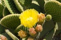 Blossoming cactus Royalty Free Stock Photo