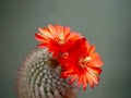 Blossoming cactus Parodia sanguiniflora. Royalty Free Stock Photo